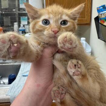 Domestic Short Hair Cats Available for Adoption in Pekin, Illinois - Bo Peep | PetCurious