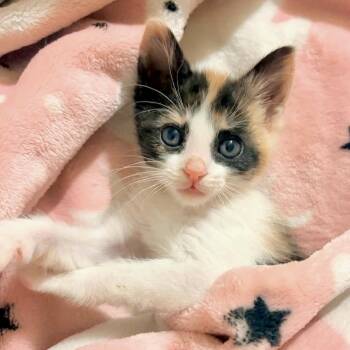 Nessa* -  Domestic Short Hair Cat for Adoption in San Gabriel, California - Nessa* | PetCurious