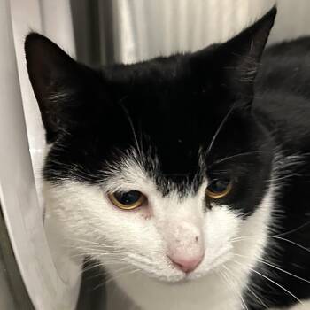 Domestic Short Hair Cats Available for Adoption - Nugget | PetCurious