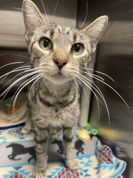 Rescue Tabby and Domestic Short Hair Cats for Adoption in Georgetown, Kentucky - Whizza | PetCurious