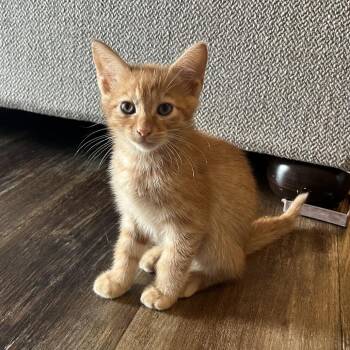 Jasper -  Domestic Short Hair Cat for Adoption in Fredericksburg, Virginia - Jasper | PetCurious