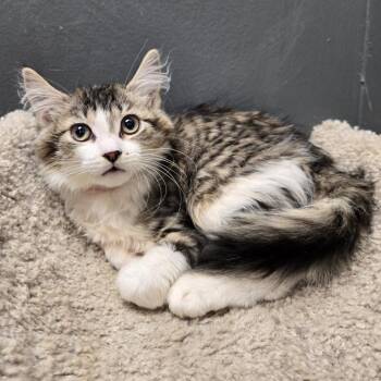 Domestic Medium Hair Cats Available for Adoption - Jennifer | PetCurious