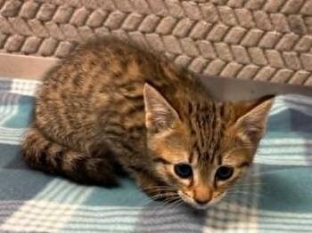 Domestic Short Hair Cats Available for Adoption in Lampasas, Texas - Hairy Pawter | PetCurious