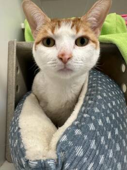 Domestic Short Hair Cats Available for Adoption - Coco Springfield | PetCurious