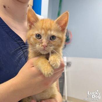 Una -  Domestic Short Hair Cat for Adoption in Washington, District Of Columbia - Una | PetCurious