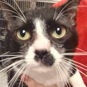 Ronnie -  Domestic Short Hair Cat for Adoption in Birmingham, Alabama - Ronnie | PetCurious
