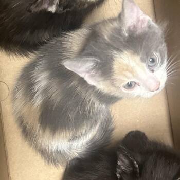 Domestic Short Hair Cats Available for Adoption - Mayonaise | PetCurious
