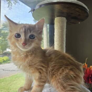 Waffle -  Domestic Short Hair Cat for Adoption in Madison, Wisconsin - Waffle | PetCurious