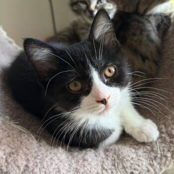 Domestic Short Hair Cats Available for Adoption in Eaton Rapids, Michigan - SJ Purrleone 56147 | PetCurious