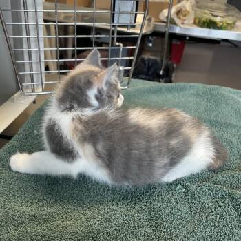 June Bug -  Domestic Short Hair Cat Available for Adoption in Edwardsville, Illinois - June Bug | PetCurious