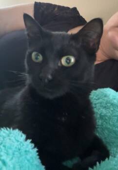 Domestic Short Hair Cats Available for Adoption in Pensacola, Florida - Hazel | PetCurious