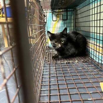 Roscoe -  Domestic Short Hair Cat for Adoption in Oceanside, New York - Roscoe | PetCurious