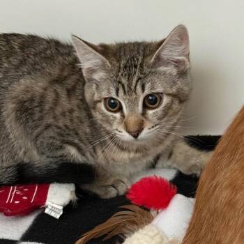 Psylock -  Domestic Short Hair Cat for Adoption in Port Angeles, Washington - Psylock | PetCurious