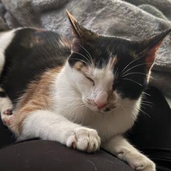 Vegas -  Domestic Short Hair Cat for Adoption in Reisterstown, Maryland - Vegas | PetCurious