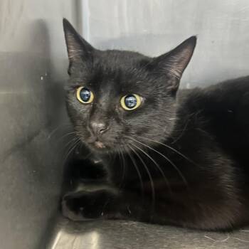 Domestic Short Hair Cats Available for Adoption - Bageera | PetCurious