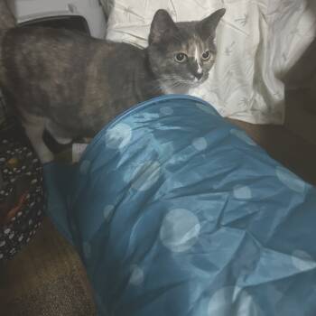 Rescue Snowshoe and Domestic Medium Hair Cats for Adoption in Dallas, Texas - Tilly | PetCurious