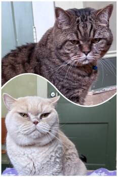 British Shorthair Cats Available for Adoption - Doux & Suave | PetCurious