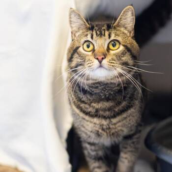 Domestic Short Hair Cats Available for Adoption - Tanka Jahari | PetCurious