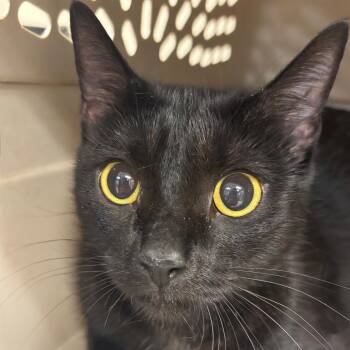 Valerie -  Domestic Short Hair Cat for Adoption in Birmingham, Alabama - Valerie | PetCurious
