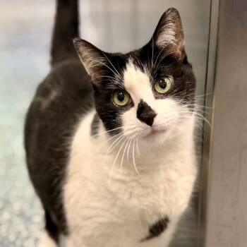 Sandy -  Domestic Short Hair Cat for Adoption in Jackson Township, New Jersey - Sandy | PetCurious
