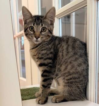 Tina -  Domestic Short Hair Cat for Adoption in Magnolia, Texas - Tina | PetCurious