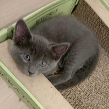 Xpert Amateur 9 -  Russian Blue Cat for Adoption in Austin, Texas - Xpert Amateur 9 | PetCurious