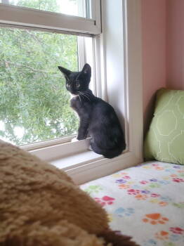 Rescue Domestic Short Hair Cats for Adoption in Buford, Georgia - Venice | PetCurious