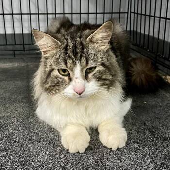 Enzo -  Domestic Medium Hair Cat Available for Adoption in Fairmont, West Virginia - Enzo | PetCurious