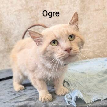 Ogre -  Domestic Medium Hair Cat for Adoption in Parkersburg, West Virginia - Ogre | PetCurious