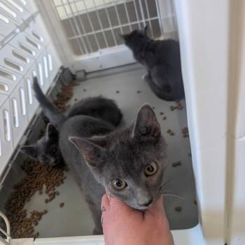 Kirk -  Domestic Short Hair Cat for Adoption in Asheville, North Carolina - Kirk | PetCurious