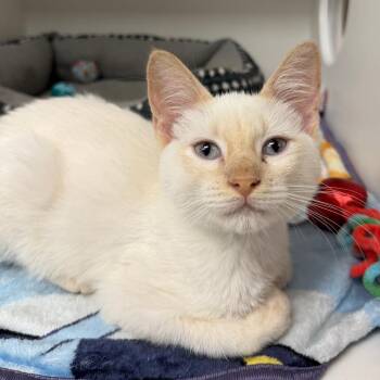 Hugo -  Domestic Short Hair Cat for Adoption in Stillwater, Oklahoma - Hugo | PetCurious