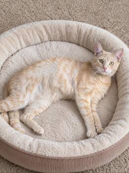 Ozzy -  Tabby Cat for Adoption in Calimesa, California - Ozzy | PetCurious