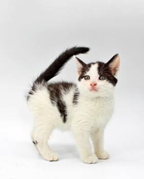 Domestic Medium Hair and Domestic Short Hair Cats Available for Adoption in Morton Grove, Illinois - Larry | PetCurious