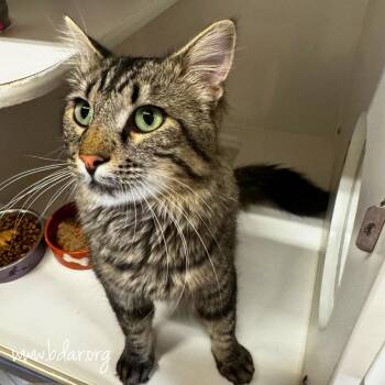 Tantor -  Domestic Short Hair Cat for Adoption in Cheyenne, Wyoming - Tantor | PetCurious