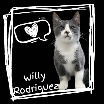 Willy Rodriguez -  Domestic Short Hair Cat for Adoption in Aransas Pass, Texas - Willy Rodriguez | PetCurious
