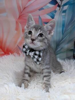 Chance -  Tabby and Domestic Short Hair Cat for Adoption in Fremont, California - Chance | PetCurious