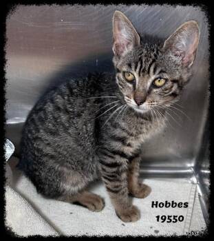HOBBES see also HOWIE -  Domestic Short Hair and Tabby Cat for Adoption in Marietta, Georgia - HOBBES See Also HOWIE | PetCurious