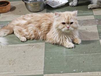 Rescue Persian and Ragamuffin Cats for Adoption in Brampton, Ontario - Cesar | PetCurious