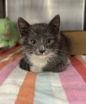 Leon Kennedy -  Domestic Short Hair Cat for Adoption in Roseville, California - Leon Kennedy | PetCurious