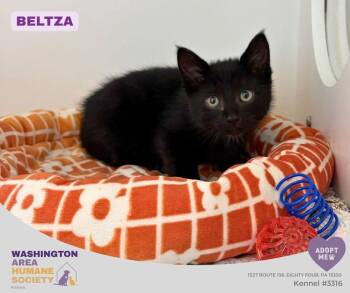 Beltza -  Domestic Short Hair Cat for Adoption in Eighty Four, Pennsylvania - Beltza | PetCurious