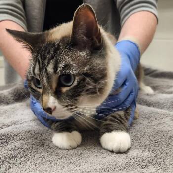 Hannah -  Domestic Short Hair Cat for Adoption in Murray, Utah - Hannah | PetCurious