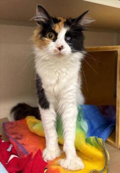 Cheyenne -  Domestic Long Hair and Domestic Short Hair Cat for Adoption in Bellevue, Washington - Cheyenne | PetCurious