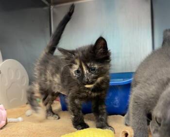 SPRITE -  Domestic Short Hair Cat for Adoption in Palo Alto, California - SPRITE | PetCurious