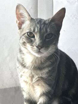 Ashley (A141306) -  Tabby Cat for Adoption in Burbank, California - Ashley (A141306) | PetCurious