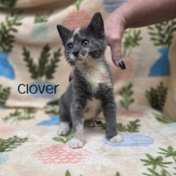 Clover -  Domestic Short Hair Cat for Adoption in Parkersburg, West Virginia - Clover | PetCurious