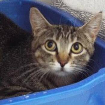 Rescue Tabby Cats for Adoption in Green Valley, Arizona - Flip Flop | PetCurious