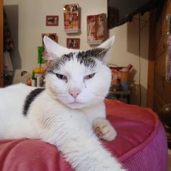 Rescue American Shorthair Cats for Adoption in Lynchburg, Virginia - Freckles | PetCurious