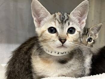Domestic Short Hair Cats Available for Adoption in Tustin, California - GAMORA | PetCurious