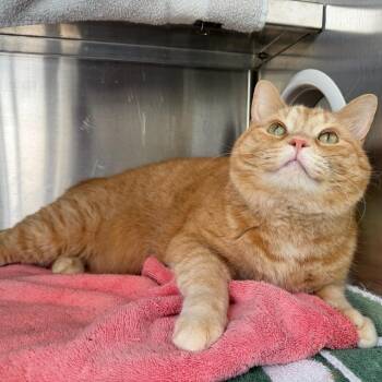 Rudolph -  Domestic Short Hair Cat for Adoption in Pittsburgh, Pennsylvania - Rudolph | PetCurious