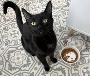 Domestic Short Hair Cats Available for Adoption in East Amherst, New York - Tish | PetCurious